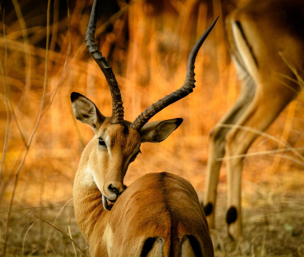 Akagera National Park