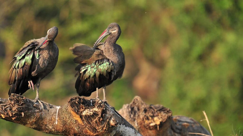 Ultimate East Africa Birdwatching Guide for Beginners