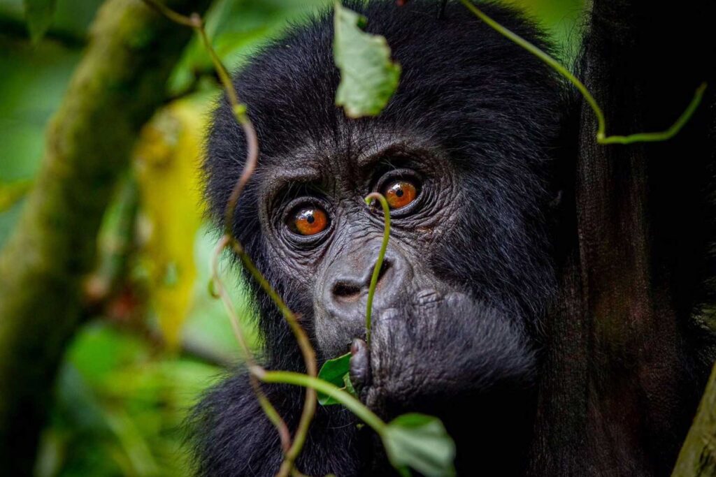 10 Days Uganda Wildlife and White Water Rafting Adventure