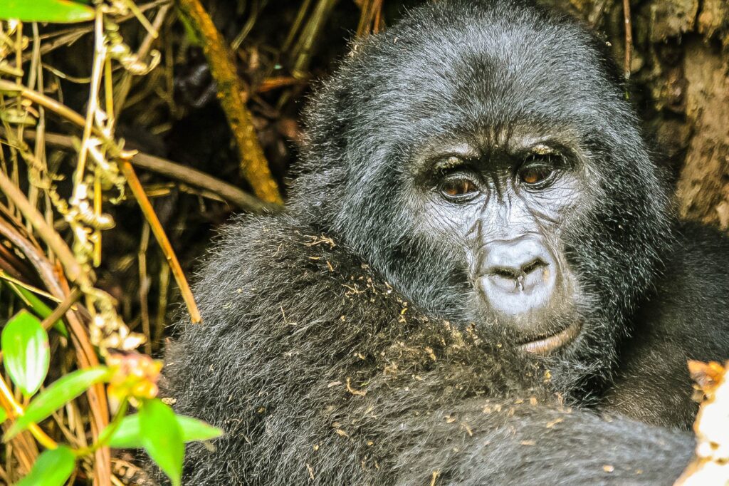 15 Days Uganda Safari Tour