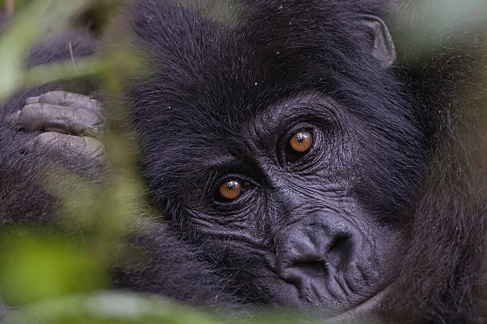 African Safaris & tours