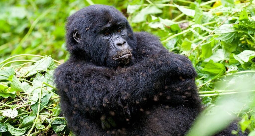 Gorilla Trekking in Uganda 2026: Permits, Cost & Complete Guide