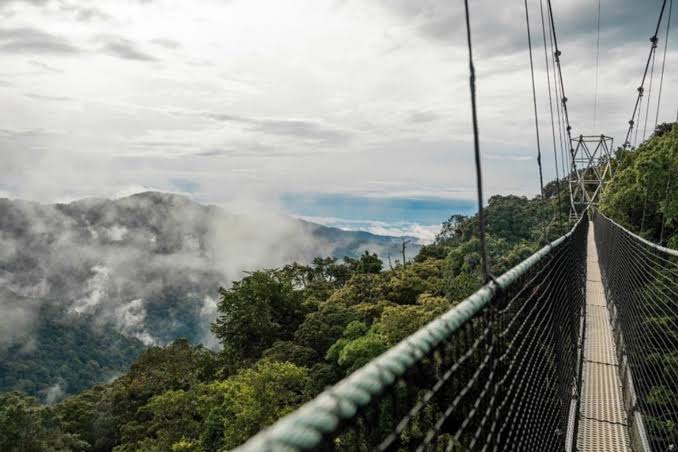 4 Days Nyungwe, Chimps, Canopy Walk and Hiking Safari