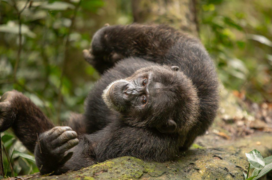 Chimpanzee Trekking in Uganda