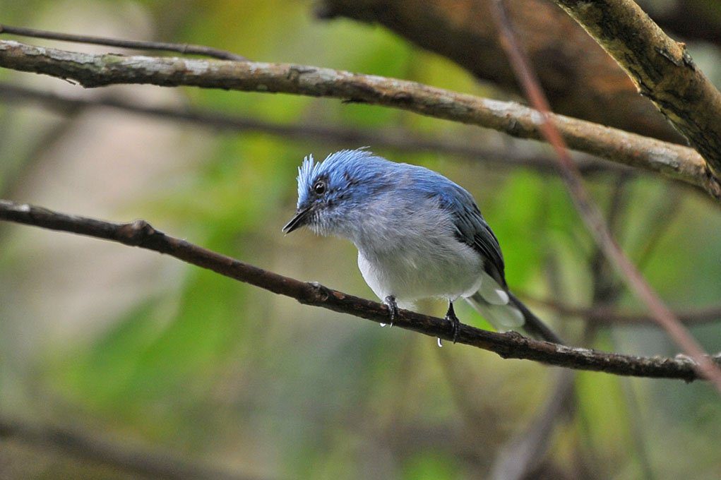 Ultimate East Africa Birdwatching Guide for Beginners