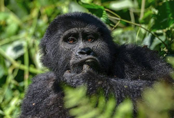 Bwindi Impenetrable National Park