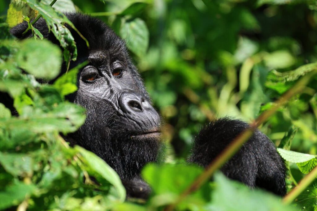 Is Gorilla Trekking Worth It?