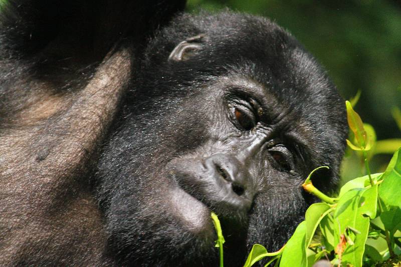 Gorilla Permits Explained