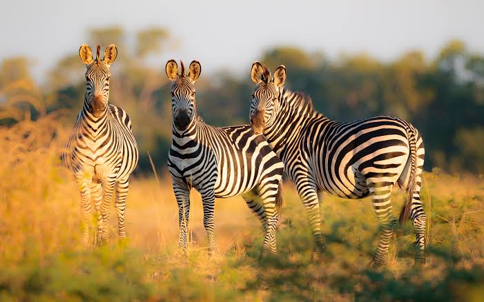 Photography Tips for Wildlife 