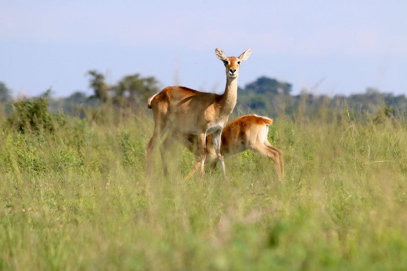 Queen Elizabeth National Park