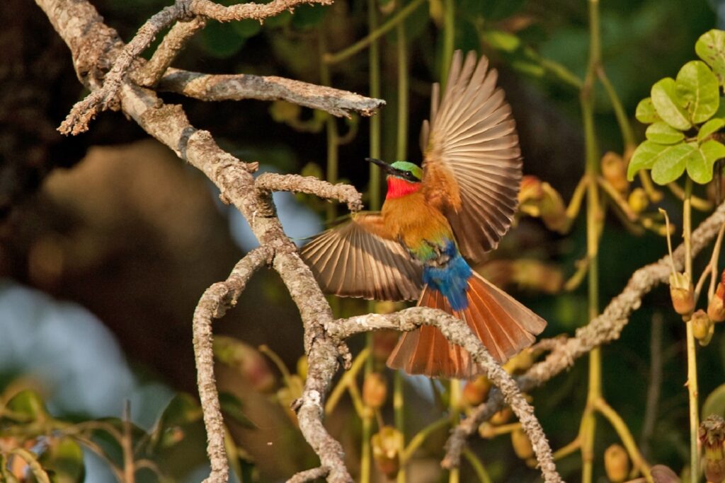 Semuliki National Park