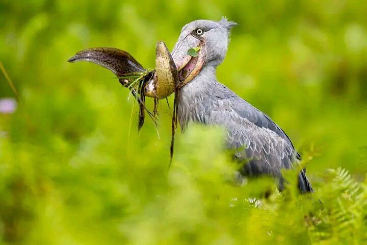 Bird Watching in Uganda