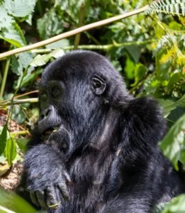 Essential Packing List for Gorilla Trekking in East Africa
