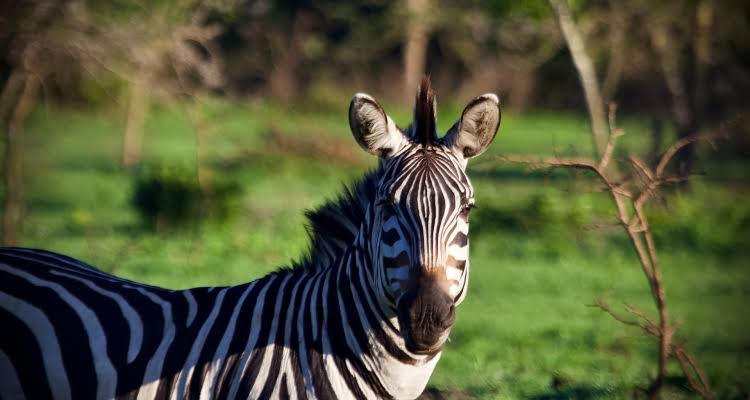 14 Days Uganda Safari Tour