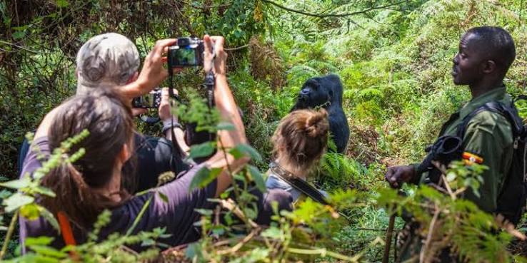 4 Days Flying Double Gorilla Trekking in Uganda