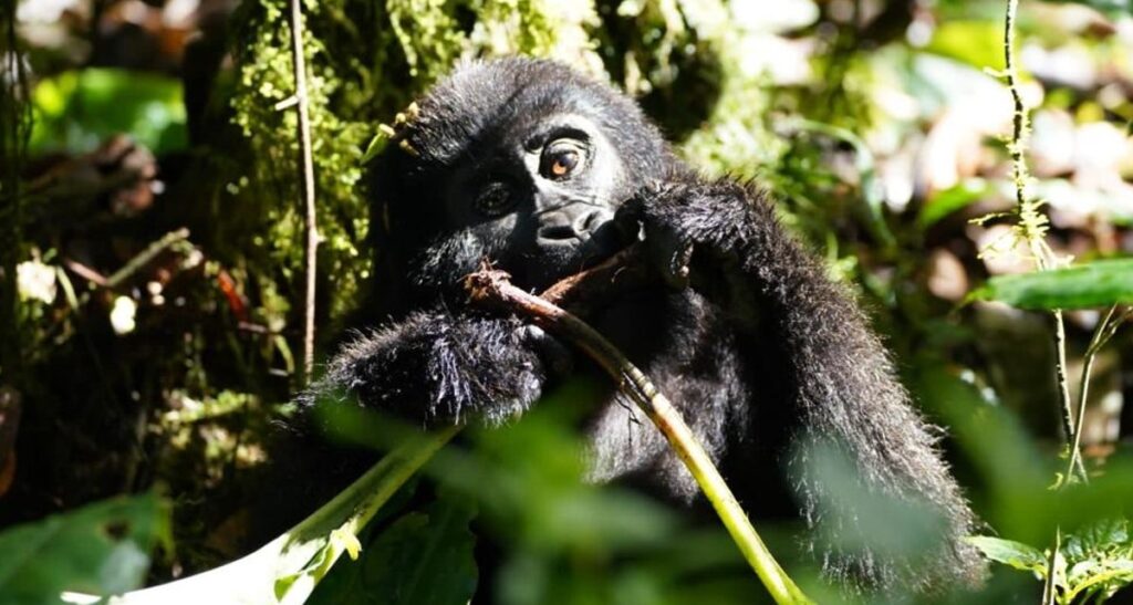 12 Days Uganda Wildlife and Birding Safari