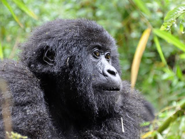6 Days Uganda Gorillas, Chimpanzee Habituation and Wildlife Safari