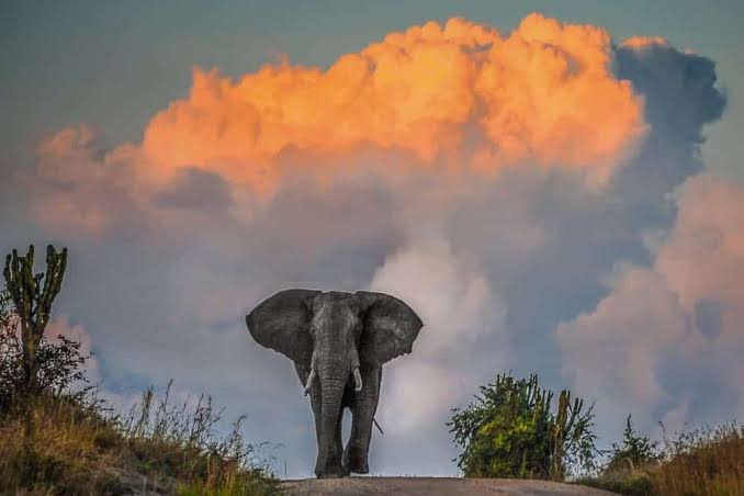 6 Days Uganda Wildlife Safari