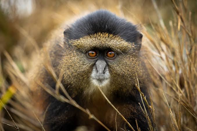 6 Days Rwanda Primate and Big Five Luxury Safari