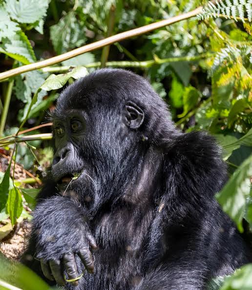 Bwindi Gorilla Sectors