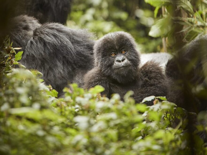 7 Days Wildlife and Gorillas of Rwanda