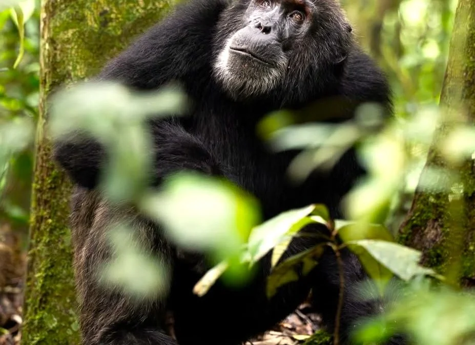 15 Days Uganda Primates and Culture Tour