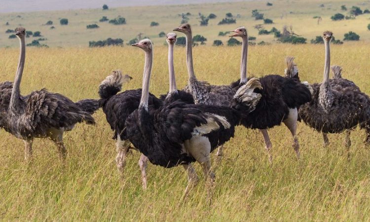 Pian Upe Wildlife Reserve