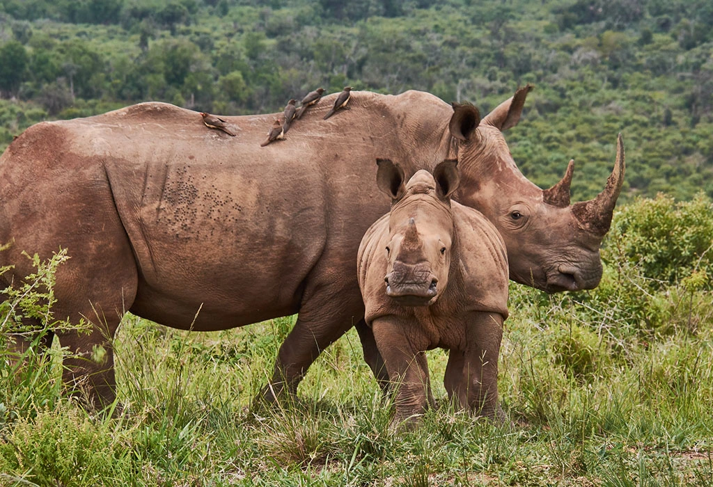 Big Five in Rwanda