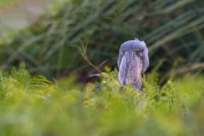 12 Days Uganda Wildlife and Birding Safari