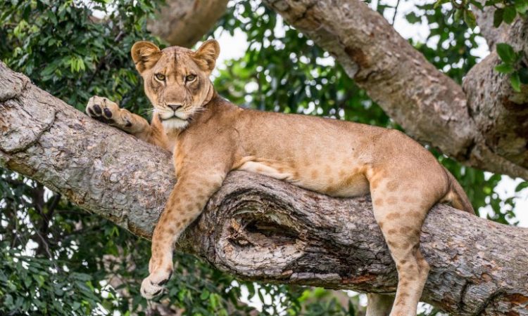 Tree Climbing Lions in Ishasha Sector