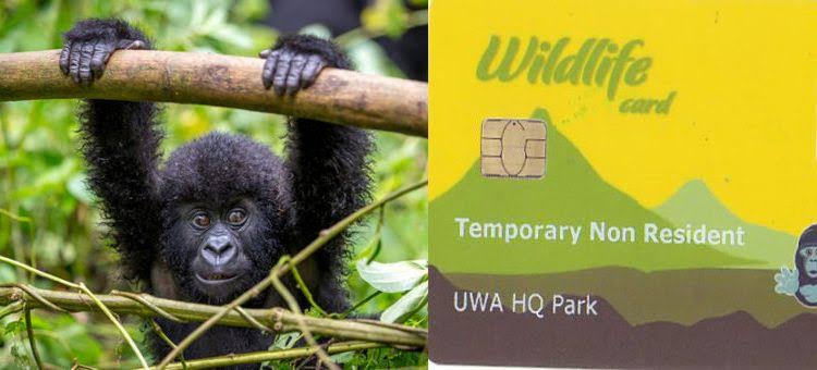 How Gorilla Trekking Fees Directly Support Conservation EffortsVolcanoes National Park in Rwanda generated $11 million from gorilla permits in just the first half of 2022 alone, a  , staggering figure that illustrates precisely how significant tourism revenue has become to mountain gorilla survival. Understanding exactly where your $800 or $1,500 permit fee actually goes transforms the cost from an abstract expense into a concrete, traceable contribution to one of conservation's   rare success stories.
Because of this revenue model, mountain gorillas are the only great ape species whose population is currently increasing rather than declining. Your visit directly funds that success, and this guide breaks down exactly how.
The Exact Revenue Breakdown

Of every gorilla permit sold, roughly 75 percent goes directly to gorilla conservation, funding the Uganda Wildlife Authority or Rwanda Development Board's core protective operations: armed rangers patrolling the forests around the clock, researchers monitoring gorilla health, and specialist veterinary teams performing life-saving interventions in the wild. A further 15 to 20 percent supports community sharing, revenue distributed to villages bordering the parks, funding schools, clean water infrastructure, and clinics,   shifting local economic incentives from poaching toward active protection. The remainder covers government operations and critical infrastructure like trail maintenance and ecological monitoring.
Rwanda's Legally Mandated Community Share

Under Rwandan law, 10 percent of all tourism revenue must go directly to communities surrounding the parks, a legal requirement rather than a voluntary corporate social responsibility gesture. This translates to roughly €10 million invested in schools, roads, and clean water infrastructure from gorilla tourism revenue alone, a   substantial, measurable community investment directly traceable back to individual permit purchases.
What the Conservation Share Actually Funds

The largest single share of your permit fee funds anti-poaching operations: ranger salaries, patrol equipment, snare removal programmes actively clearing illegal traps from gorilla habitat, and the veterinary teams, including the specialist Gorilla Doctors organisation, that monitor gorilla health continuously and intervene directly when individual animals are injured or ill. This ongoing, daily protective infrastructure is precisely what has allowed mountain gorilla numbers to grow from a low of 254 individuals in 1981 to roughly 1,000 today.
Uganda's Low-Season Discount: A February 2026 Update

In February 2026, the Uganda Wildlife Authority introduced a formal discounted permit rate for low-season months, April, May, and November, reducing the foreign non-resident permit from $800 to $600. This represents a  , significant saving for travelers with flexible dates, and importantly, the reduced price still funds the same core conservation and community programmes, meaning off-season trekkers contribute just as meaningfully to conservation despite paying less.
Rwanda's Tiered Pricing Structure

Rwanda maintains its own tiered structure specifically to promote regional access and inclusivity while still prioritizing conservation revenue from international visitors. The standard $1,500 rate applies to travelers from outside Africa. Foreign residents in Rwanda or African citizens without East African Community status pay a discounted $500, requiring proof such as a valid residency permit or an extended African visa. Rwandan citizens and East African Community citizens, including Uganda, Kenya, Tanzania, Burundi, South Sudan, and DRC, pay just $200, a deliberate policy encouraging domestic and regional tourism alongside the premium international rate.
Why This Revenue Model   Works

Protecting a critically endangered species in one of the world's most geopolitically complex regions is an extraordinarily resource-intensive undertaking, and the permit system represents the primary financial mechanism making that protection possible. Without this structured tourism revenue, the financial architecture underpinning mountain gorilla conservation would be fundamentally compromised, and the species' remarkable population recovery over recent decades would   not have been achievable through conservation funding alone, absent the direct, sustained economic incentive tourism provides.
Beyond the Permit: Further Revenue-Generating Activities

Batwa pygmy community tours in Bwindi and the Iby'Iwacu cultural village near Volcanoes National Park add further, direct community revenue beyond the gorilla permit itself, typically costing $20 to $50 and providing crucial income that further reduces human-wildlife conflict in the areas surrounding both parks. Choosing to add these cultural experiences to your gorilla trekking trip   extends your conservation and community impact beyond the permit fee alone.
How Community Revenue-Sharing Reduces Human-Wildlife Conflict

This revenue-sharing model addresses a  , practical conservation challenge directly: communities living alongside gorilla habitat historically faced real economic pressure to exploit forest resources, including poaching, given limited alternative livelihoods. By providing tangible, ongoing economic benefit tied directly to the gorillas' continued presence and protection, schools, clean water, and clinics funded specifically by tourism revenue, the model   transforms local incentives, making a thriving, protected gorilla population more economically valuable to surrounding communities than exploitation of the same land would be.
Revenue Breakdown at a Glance

Category	Approximate Share	What It Funds
Conservation	75%	Ranger patrols, veterinary care, habitat monitoring
Community revenue-sharing	10-20%	Schools, clean water, clinics for bordering villages
Government operations	10-15%	Park management, administration
Infrastructure	Included above	Trail maintenance, ecological monitoring

The Result: A   Conservation Success Story

Since Rwanda's 2017 price increase from $750 to $1,500, mountain gorilla populations have continued growing steadily, now numbering around 1,000 individuals, direct, measurable evidence that this sustainable funding model has   turned a critically endangered species into a symbol of conservation recovery rather than continued decline. Every permit purchased, regardless of which country or which pricing tier, contributes directly to sustaining that trajectory.
How This Compares to Other Wildlife Conservation Funding Models

The gorilla permit system   stands apart from many other wildlife conservation funding approaches globally, which often rely on donations, government budgets, or broader park entrance fees spread across an entire ecosystem rather than a single, high-value species-specific fee. This concentrated, direct funding model means gorilla conservation specifically receives dedicated, predictable revenue tied directly to visitor demand, a   more sustainable long-term structure than conservation efforts dependent purely on external donor goodwill.
The Ongoing Challenge Beyond Funding

While the revenue model has proven   successful, conservation experts note that funding alone doesn't guarantee continued success, ongoing habitat pressure from surrounding human population growth, climate change effects on forest ecosystems, and the ever-present risk of disease transmission all remain  , active challenges requiring continued vigilance regardless of how well-funded the protective infrastructure becomes. Your permit fee funds the tools for addressing these challenges, but sustained conservation success requires this funding to be paired with continued careful management and adaptive strategy.
How This Model Could Apply Elsewhere

Conservation researchers studying the gorilla permit system's   success increasingly ask whether comparable high-value, low-volume tourism models could apply to other critically endangered species facing similar habitat and poaching pressures. The mountain gorilla case demonstrates that travelers are   willing to pay significant premiums for exclusive, well-managed wildlife access when that premium visibly and directly funds conservation, a lesson with real potential application well beyond gorilla tourism specifically.
What You Can Tell Others About Your Contribution

For travelers wanting to   share the significance of their trip beyond simply describing the encounter itself, understanding these specific funding mechanisms, the 75 percent conservation share, the legally mandated Rwandan community percentage, the direct link between permit revenue and population growth, gives you real, concrete detail to explain why the experience carries   weight beyond a memorable wildlife sighting alone.
Frequently Asked Questions
What percentage of my gorilla permit goes to actual conservation work?
Roughly 75%, funding ranger patrols, veterinary care, anti-poaching operations, and habitat monitoring, with the remainder split between community revenue-sharing and government operations.
Does Rwanda legally require community revenue-sharing?
Yes, under Rwandan law, 10% of all tourism revenue must go directly to communities surrounding the parks, funding schools, roads, and clean water infrastructure, translating to roughly €10 million from gorilla tourism alone.
Is there currently a low-season discount for Uganda gorilla permits?
Yes. Since February 2026, the Uganda Wildlife Authority offers a discounted $600 permit (down from $800) for April, May, and November travel dates, still funding the same core conservation programmes.
How has permit revenue affected the mountain gorilla population?
Directly and measurably. Since Rwanda's 2017 price increase, mountain gorilla populations have grown steadily to around 1,000 individuals, making them the only great ape subspecies with a currently increasing population.
Are there other ways to contribute to gorilla conservation beyond the permit fee?
Yes. Adding cultural experiences like Batwa community tours or the Iby'Iwacu cultural village, typically $20-50, provides further direct community revenue that helps reduce human-wildlife conflict around the parks.
