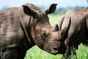 Ziwa Rhino Sanctuary