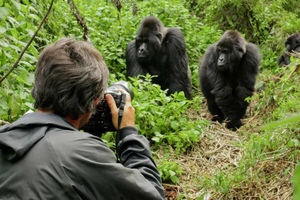 What Happens During a Gorilla Encounter?