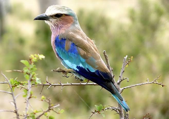Bokora and Matheniko Wildlife Reserves