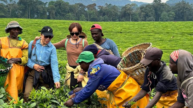 Gisakura Tea Estate