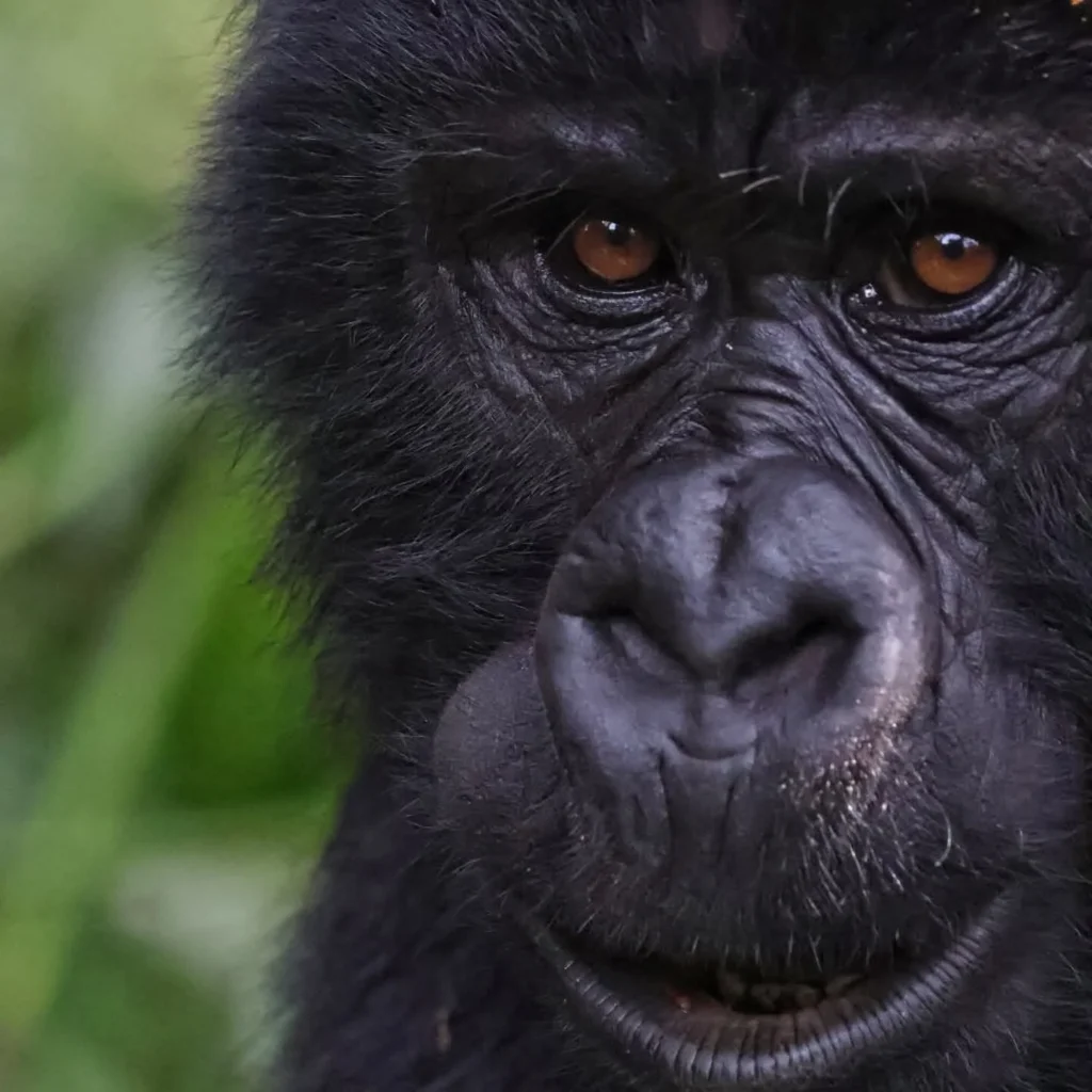 Essential Packing List for Gorilla Trekking in East Africa