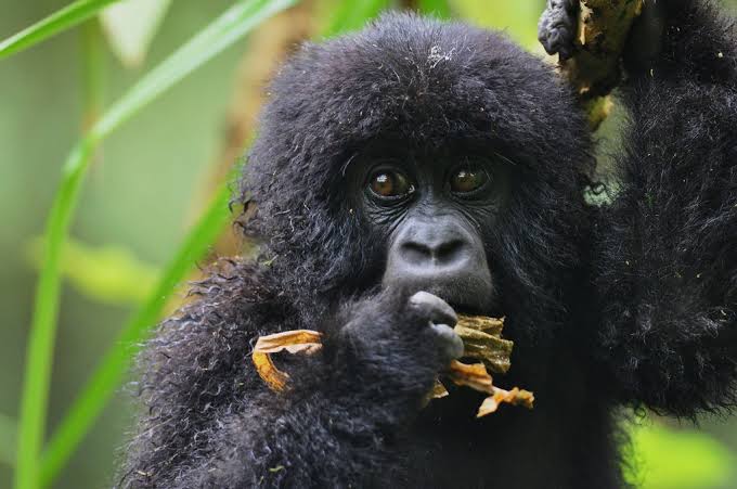 Sustainable and Ethical Wildlife Tourism in Uganda and Rwanda